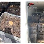 TARTUFI SEQUESTRATI AD AVEZZANO: IL LEGALE DELLA SOCIETA’, “TUTTO IN REGOLA, RIMOSSI I SIGILLI” | Ultime notizie di cronaca Abruzzo