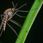 Prevenzione infezione da West Nile: obbligo di trattamenti contro le zanzare