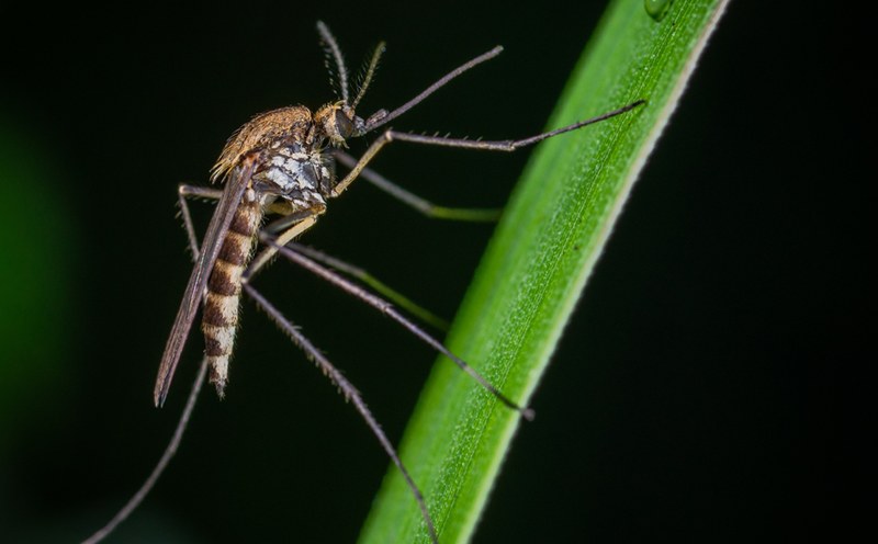 Prevenzione infezione da West Nile: obbligo di trattamenti contro le zanzare