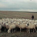 Premio nazionale della Pastorizia GAL Gran Sasso Velino, vince Lorenzo Damiani