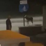 Dalla pista ciclabile alla Sagra delle Campanelle, spopola il Lupo di Vasto