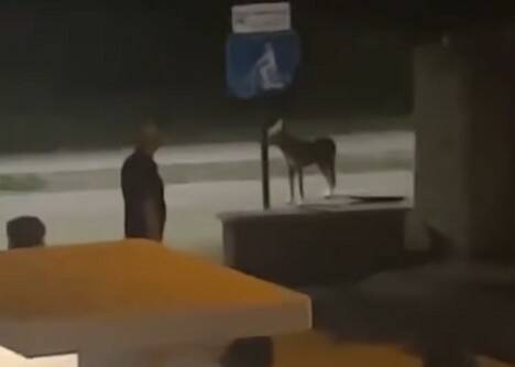 Dalla pista ciclabile alla Sagra delle Campanelle, spopola il Lupo di Vasto