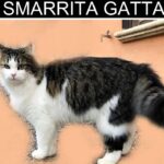 SCOPPITO: GATTA SMARRITA DA SETTIMANE, PROPRIETARI OFFRONO RICOMPENSA | Ultime notizie di cronaca Abruzzo