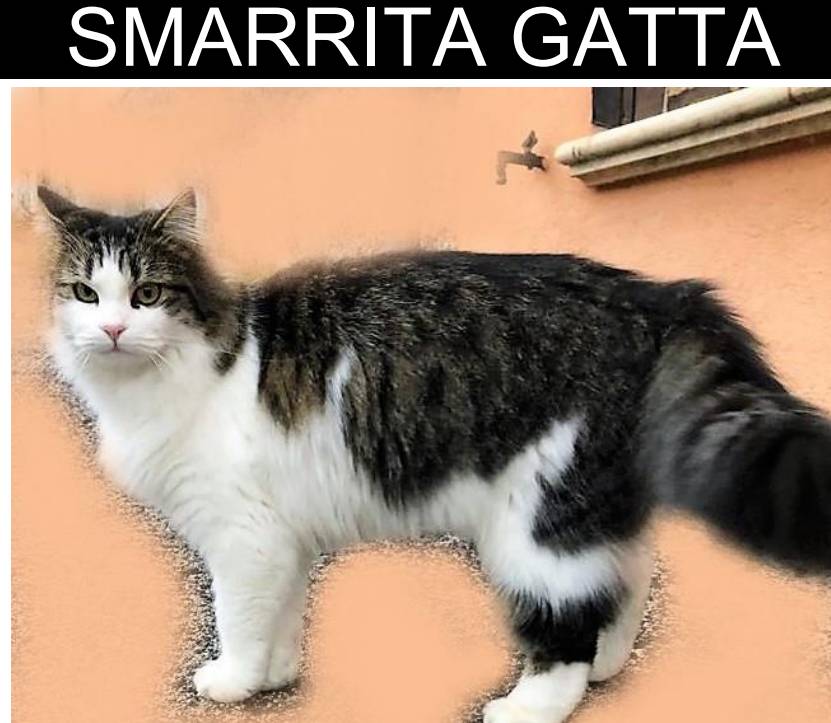 SCOPPITO: GATTA SMARRITA DA SETTIMANE, PROPRIETARI OFFRONO RICOMPENSA | Ultime notizie di cronaca Abruzzo