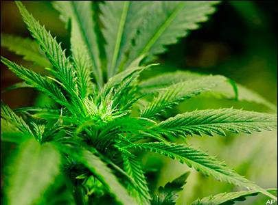 Trovato in possesso di 15 kg di marijuana: arrestato 36enne