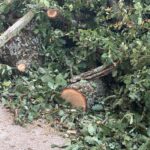 TAGLIATE QUERCE SECOLARI ALL’AQUILA: PROTESTANO I RESIDENTI DELLA FRAZIONE DI CESE DI PRETURO | Ultime notizie di cronaca Abruzzo