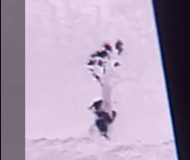 ORSA AMARENA, PARCO: “SOSPESE LE RICERCHE DEI CUCCIOLI, CONTINUA MONITORAGGIO” | Ultime notizie di cronaca Abruzzo