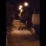 CUCCIOLI AMARENA, IL PARCO: “CONTROLLO CONTINUO E COSTANTE” | Ultime notizie di cronaca Abruzzo