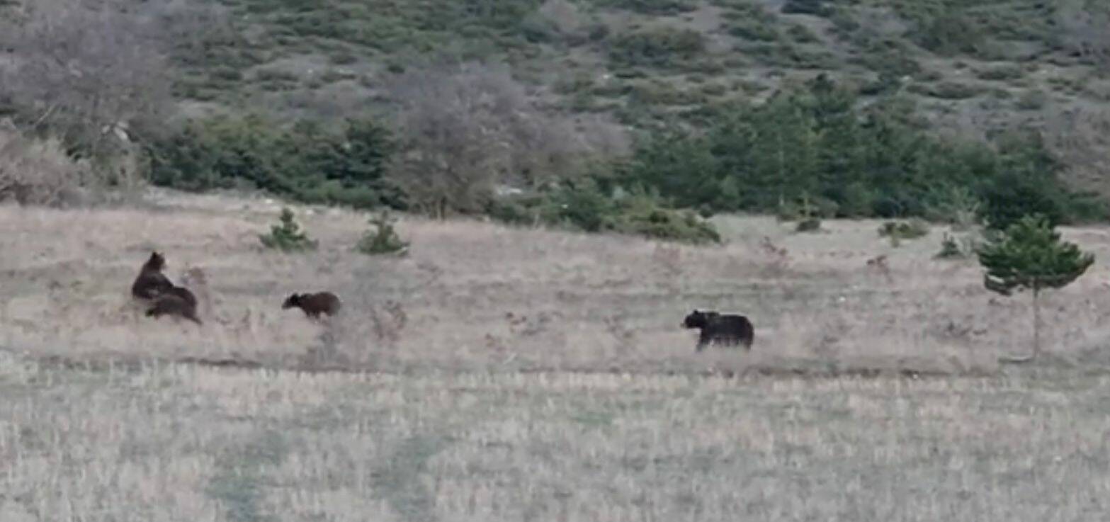 Orsa Amarena uccisa, spunta un murales