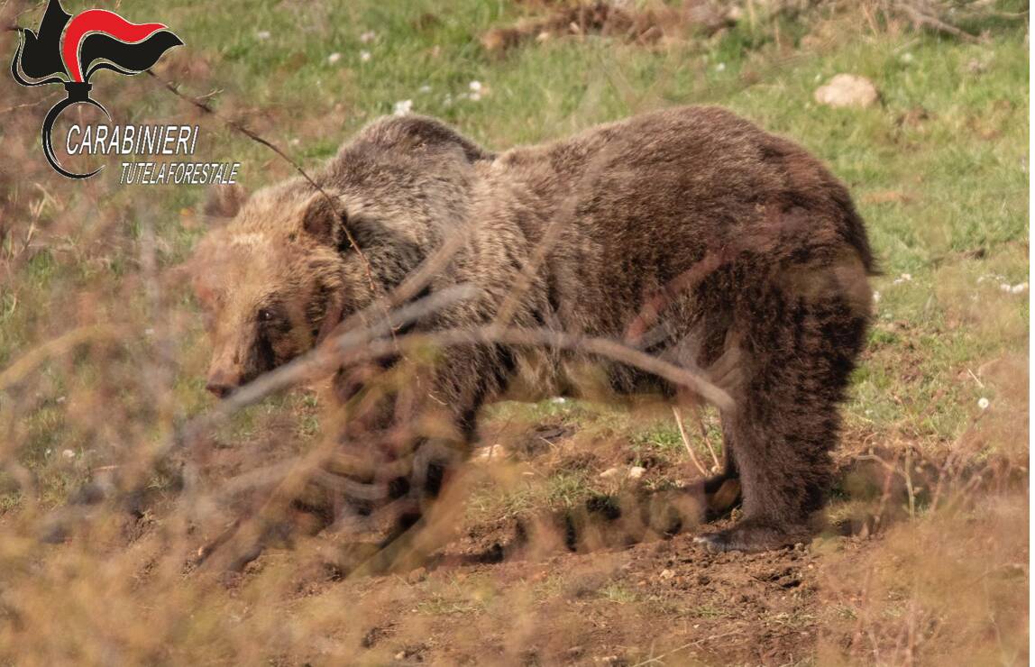 Orsa Amarena, trovati pallini nella carcassa: le avevano già sparato