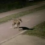 Vasto, catturata la lupa – Il Capoluogo