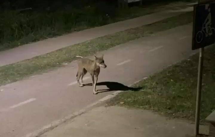 Vasto, catturata la lupa – Il Capoluogo