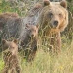 ORSA AMARENA UCCISA, NOMINATI I PERITI. FALLITI ALTRI TENTATIVI DI CATTURARE I CUCCIOLI, “SCAPPANO” | Ultime notizie di cronaca Abruzzo