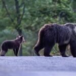 ORSA AMARENA UCCISA, CUCCIOLI AVVISTATI MA NON ANCORA PRESI. “TROPPI CURIOSI COMPLICANO OPERAZIONI” | Ultime notizie di cronaca Abruzzo