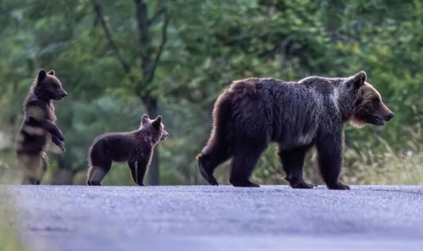 ORSA AMARENA UCCISA, CUCCIOLI AVVISTATI MA NON ANCORA PRESI. “TROPPI CURIOSI COMPLICANO OPERAZIONI” | Ultime notizie di cronaca Abruzzo