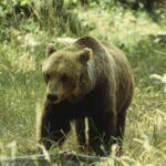 ORSA GEMMA ENTRA IN PIZZERIA, MANGIA E POI SI ADDORMENTA | Ultime notizie di cronaca Abruzzo