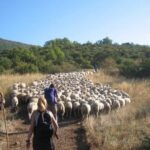 Premio letterario Tratturo Magno, terza edizione: la storia di ieri e il futuro di rigenerazione sociale ed economica