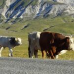 MAFIA DEI PASCOLI: COSPA ABRUZZO, “DOV’ERANO ALTRE ASSOCIAZIONI QUANDO SOLO NOI DENUNCIAVAMO TUTTO?” | Ultime notizie di cronaca Abruzzo