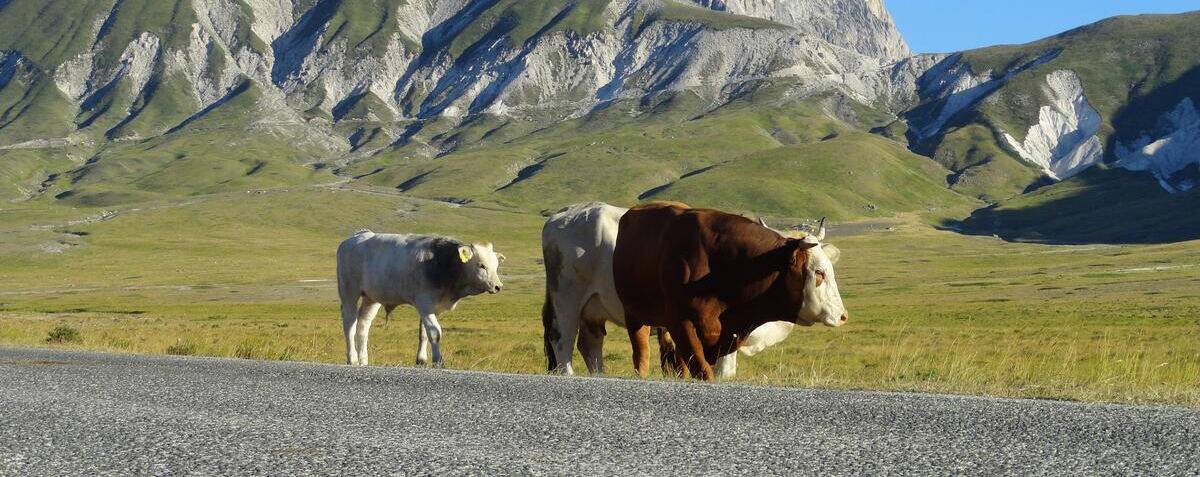 MAFIA DEI PASCOLI: COSPA ABRUZZO, “DOV’ERANO ALTRE ASSOCIAZIONI QUANDO SOLO NOI DENUNCIAVAMO TUTTO?” | Ultime notizie di cronaca Abruzzo