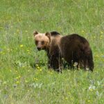 PNALM: “ORSI IN PAESE SE OFFRONO LORO DA MANGIARE” | Ultime notizie di cronaca Abruzzo