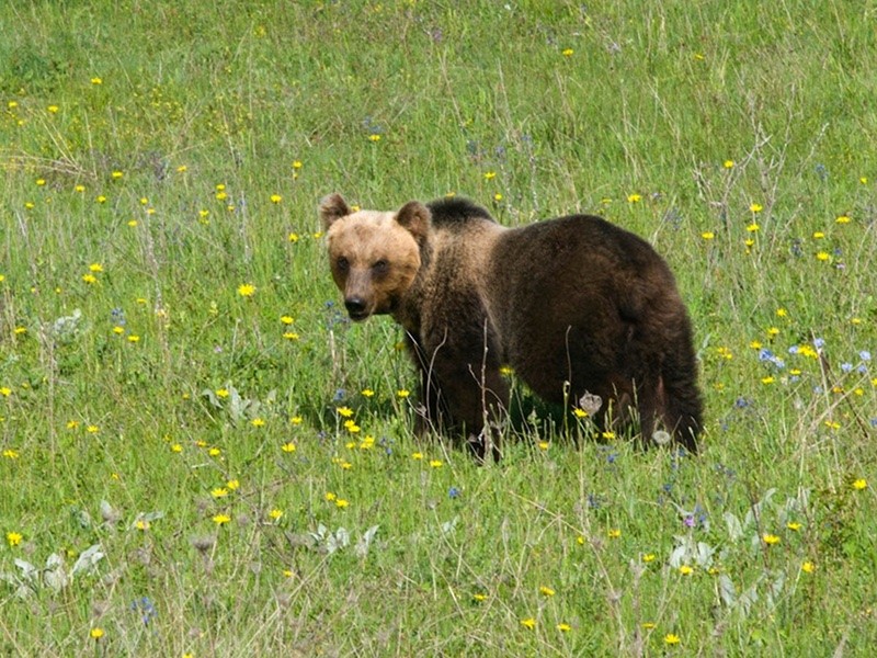 PNALM: “ORSI IN PAESE SE OFFRONO LORO DA MANGIARE” | Ultime notizie di cronaca Abruzzo