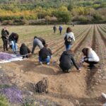 Lo Zafferano di Navelli, la raccolta fin dall’alba sui campi dipinti di viola