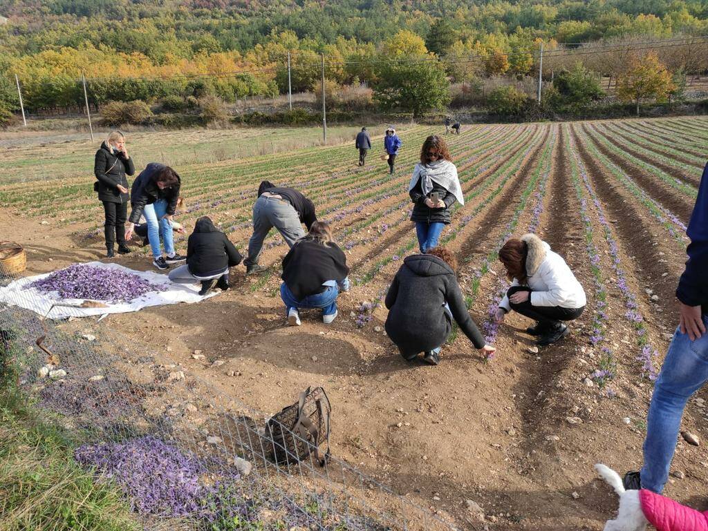 Lo Zafferano di Navelli, la raccolta fin dall’alba sui campi dipinti di viola