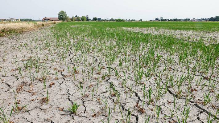 Agricoltura in difficoltà, il Consiglio regionale compatto sugli aiuti: misure urgenti per il settore