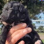 L’AQUILA: CUCCIOLI CERCANO CASA, TUTTE LE INFORMAZIONI | Ultime notizie di cronaca Abruzzo