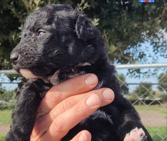 L’AQUILA: CUCCIOLI CERCANO CASA, TUTTE LE INFORMAZIONI | Ultime notizie di cronaca Abruzzo