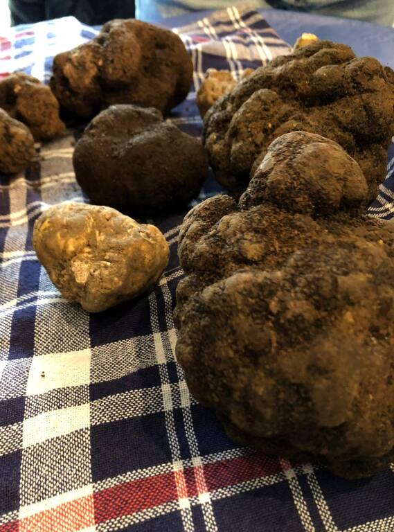 Fiera internazionale tartufi d’Abruzzo, tutto pronto: il programma completo