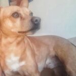 L’AQUILA: CANE SMARRITO AL PROGETTO CASE COPPITO 3, L’APPELLO DEI PROPRIETARI