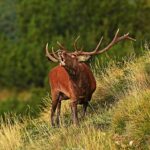 ABBATTIMENTI SELETTIVI DEI CERVI IN AREE DEL PARCO SIRENTE VELINO: SINISTRA ITALIANA, “DELUSIONE” | Ultime notizie di cronaca Abruzzo