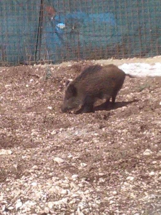 Abruzzo, approvato il piano straordinario di abbattimento cinghiali