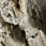 I PIPISTRELLI TORNANO A RIFUGIARSI NELLE GROTTE DI STIFFE: PARTE LO STUDIO | Notizie di cronaca