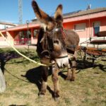 “L’ALBERO DAI MILLE COLORI”: INAUGURAZIONE MURALE ALLA SCUOLA DELL’INFANZIA DI PAGANICA | Notizie di cronaca