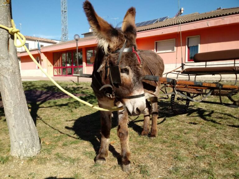“L’ALBERO DAI MILLE COLORI”: INAUGURAZIONE MURALE ALLA SCUOLA DELL’INFANZIA DI PAGANICA | Notizie di cronaca
