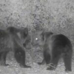 FOTOTRAPPOLA RIPRENDE DUE ORSI: PNALM, “FORSE SONO I CUCCIOLI DELL’ORSA AMARENA” | Notizie di cronaca