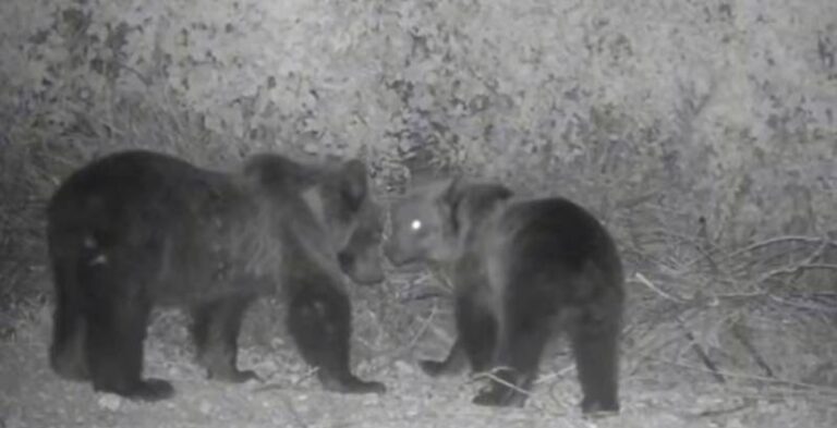 FOTOTRAPPOLA RIPRENDE DUE ORSI: PNALM, “FORSE SONO I CUCCIOLI DELL’ORSA AMARENA” | Notizie di cronaca