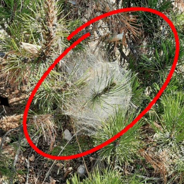 “EMERGENZA PROCESSIONARIA” A CELANO: NATALINI (PD), “COMUNE E PARCO INTERVENGANO” | Notizie di cronaca