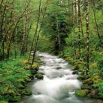 Giornata internazionale delle foreste, celebrazioni a L’Aquila