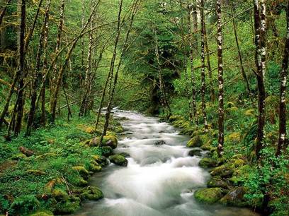 Giornata internazionale delle foreste, celebrazioni a L’Aquila