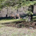 Cinghiali al Parco del Sole