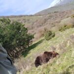 Orso trovato morto, si esclude la natura violenta
