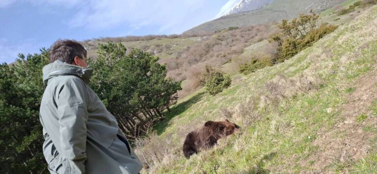 Orso trovato morto, si esclude la natura violenta