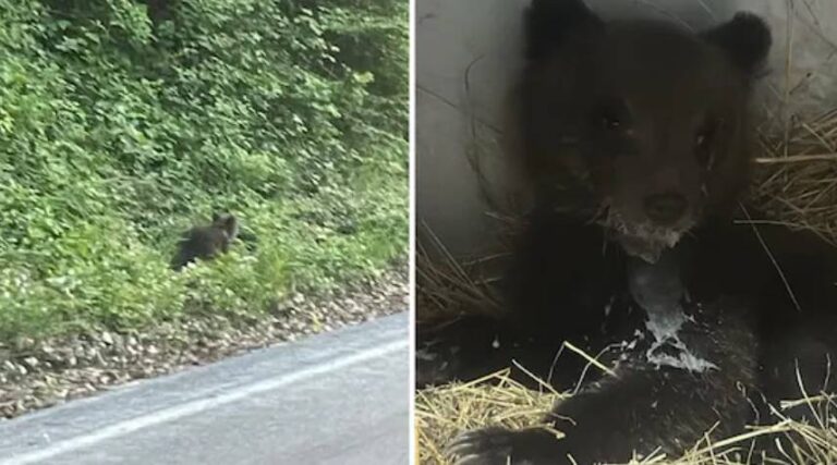 PESCASSEROLI: TROVATO CUCCIOLO DI ORSO ABBANDONATO, SARA’ REINTRODOTTO IN NATURA | Notizie di cronaca