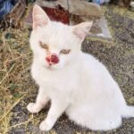 “NEVE HA BISOGNO DI CURE”: AL VIA RACCOLTA FONDI | Notizie di cronaca