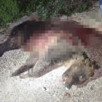 Uccisione Orsa Amarena, nuova udienza il 18 luglio