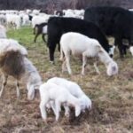 Blue Tongue, l’appello alla Regione dei sindaci della Marsica