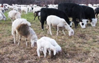Blue Tongue, l’appello alla Regione dei sindaci della Marsica
